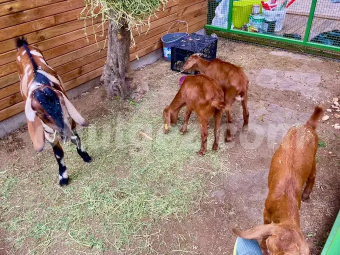 Özel Altınbaşak Çocuk Akademi Anaokulu