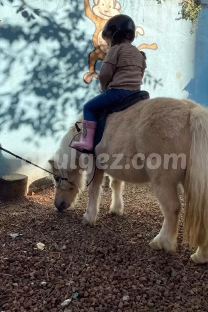 Özel Atakent Akrida Okulları Anaokulu