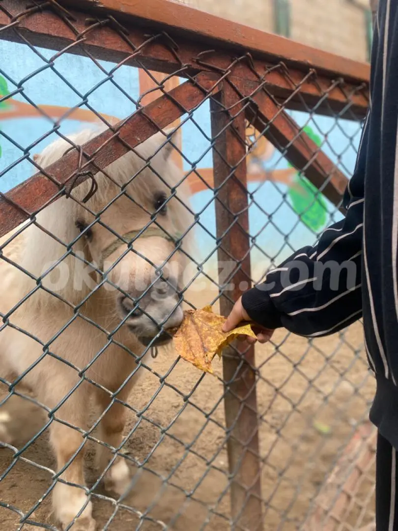 Özel Atakent Akrida Okulları Anaokulu