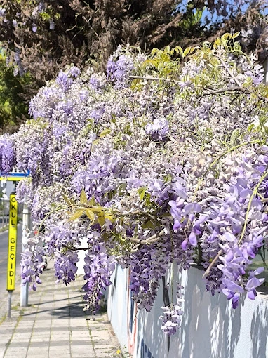 Özel Ataşehir Vatan Okulları Anaokulu