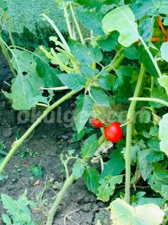 Özel Avrupa 2 Etki Okulları Anaokulu