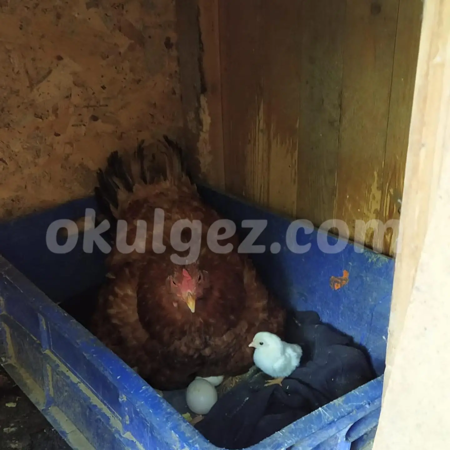 Özel Badem Şekeri Kindergarten Anaokulu