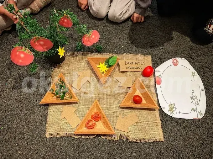 Özel Bahçeşehir Dimari Koleji Anaokulu