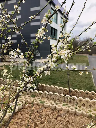 Özel Bahçeşehir Koleji Ömerli Anaokulu