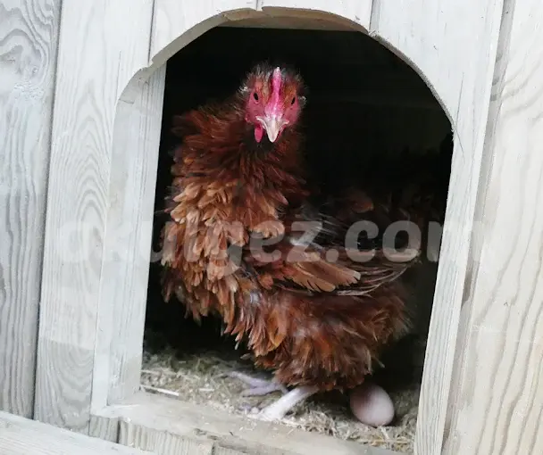 Özel Başakşehir Akrida Okulları Anaokulu