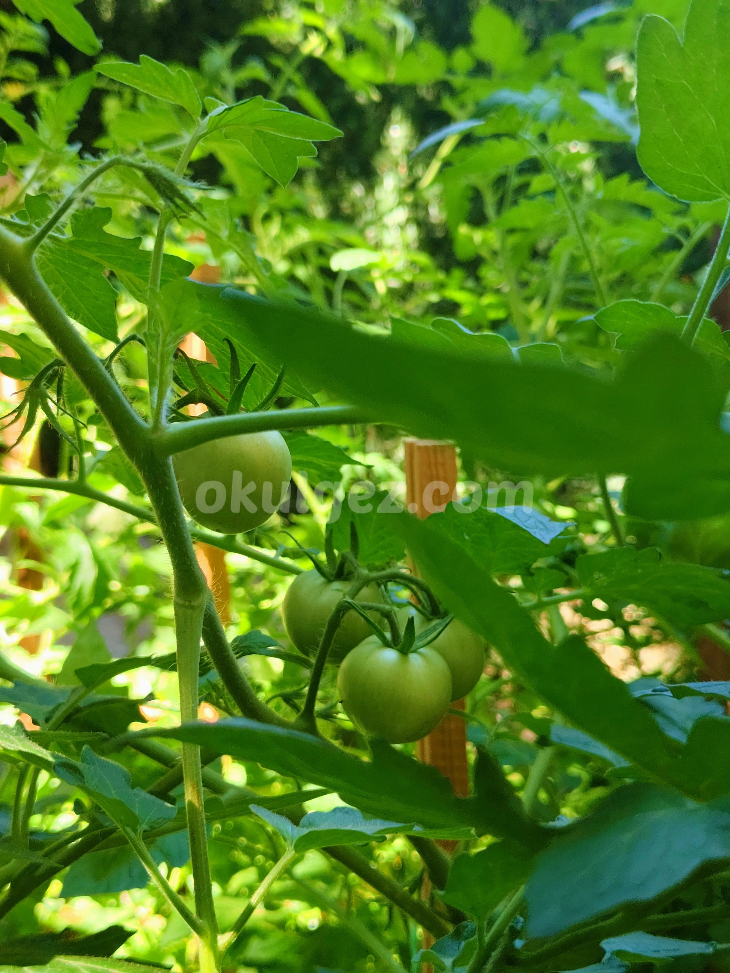 Özel Başakşehir Misay Anaokulları