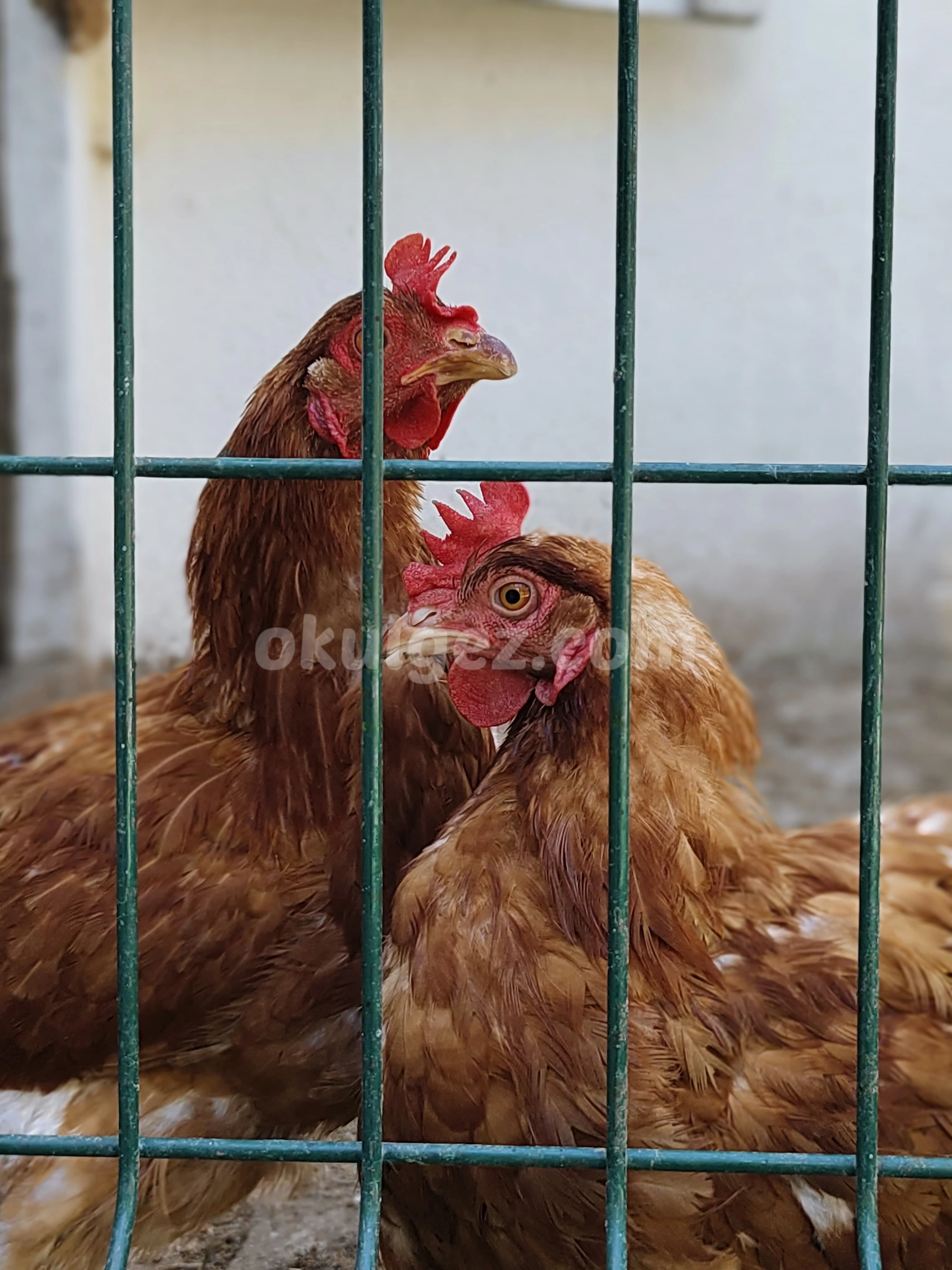 Özel Başakşehir Misay Anaokulları