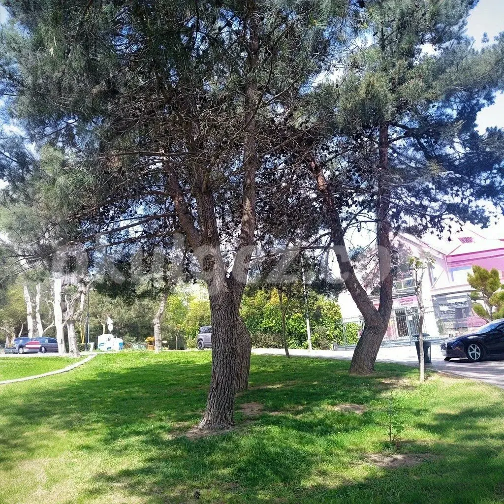 Özel Başakşehir Neşe Erberk Anaokulu