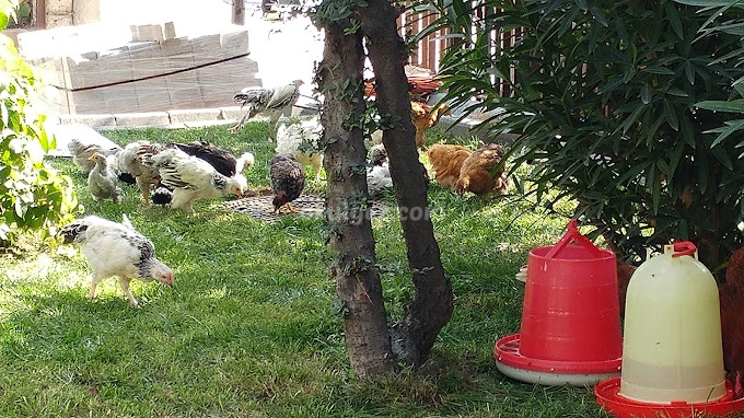 Özel Basın Ekspres Final Okulları Anaokulu