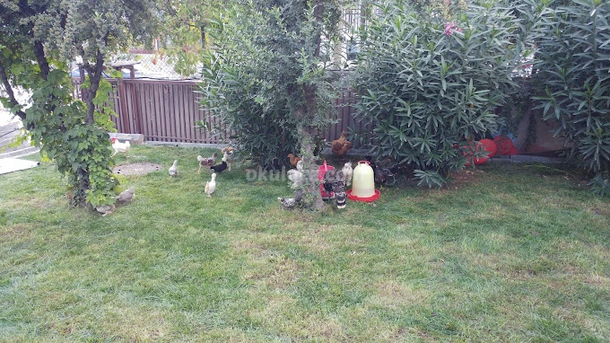 Özel Basın Ekspres Final Okulları Anaokulu