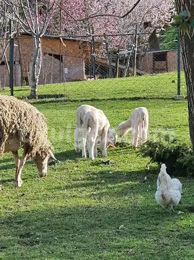 Özel Batı Yıldızı Atakent Anaokulu