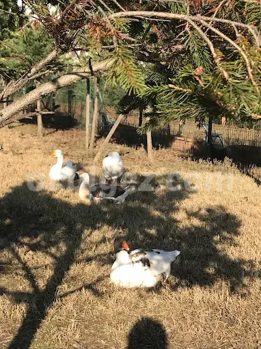 Özel Batı Yıldızı Atakent Anaokulu