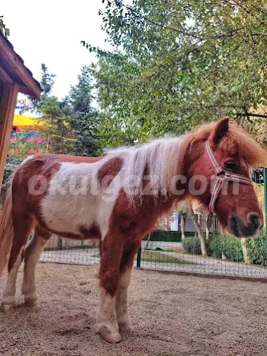 Özel Beykent Kids Aloud Anaokulu