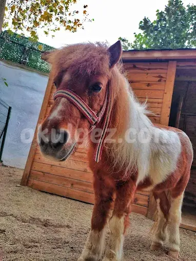 Özel Beykent Kids Aloud Anaokulu