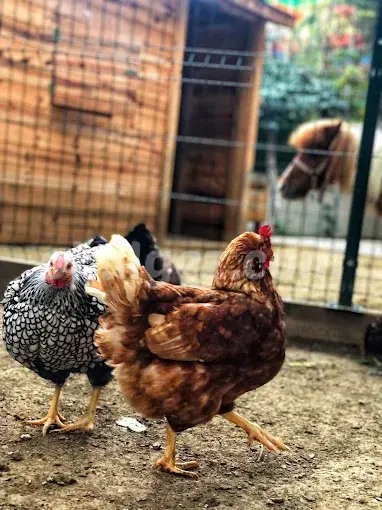 Özel Beykent Kids Aloud Anaokulu