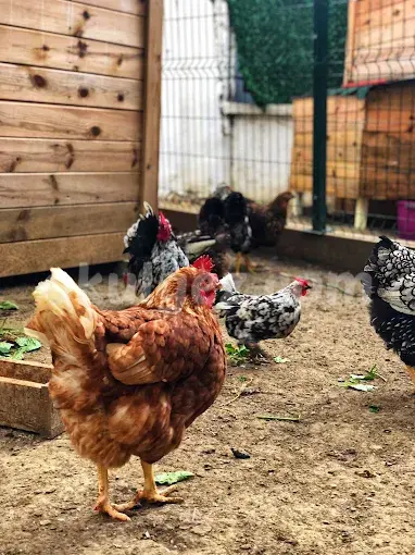 Özel Beylikdüzü Kids Aloud Anaokulu