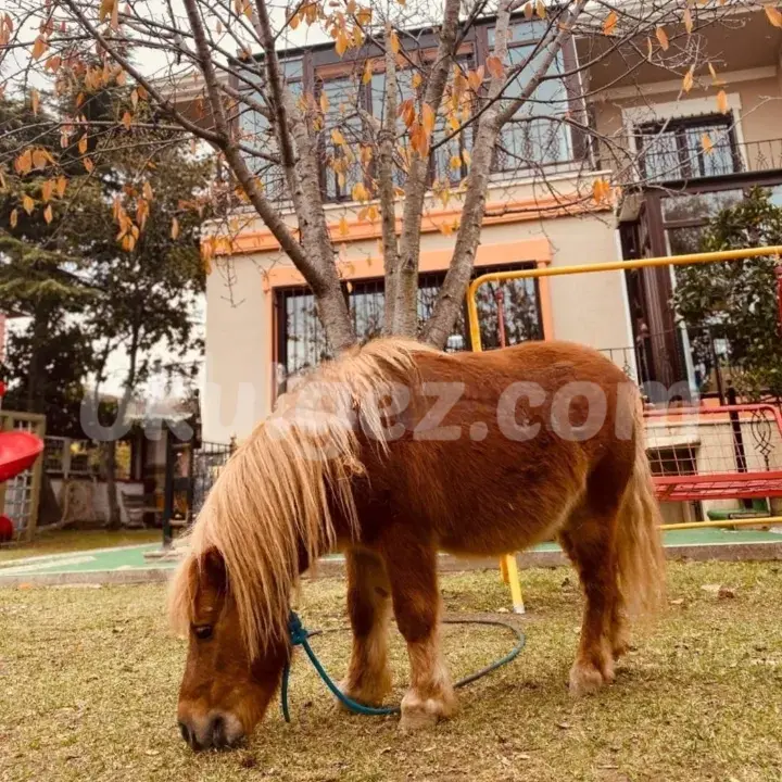 Özel Beylikdüzü Sevgi Pınarı Anaokulu