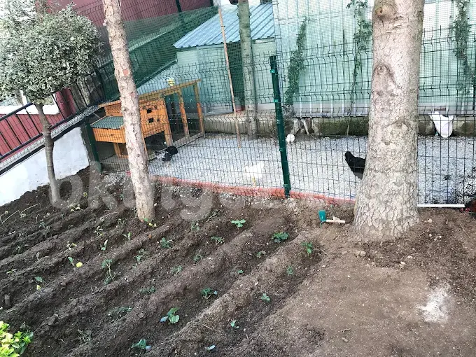 Özel Cogito Anaokulu