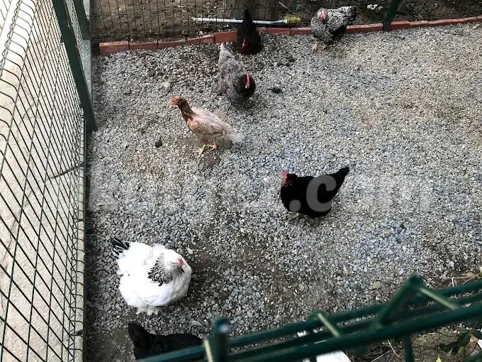 Özel Cogito Anaokulu