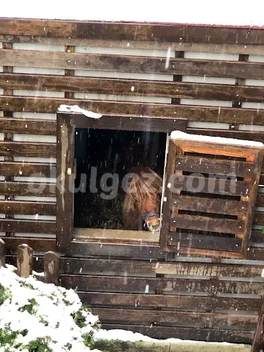 Özel Cogito Anaokulu