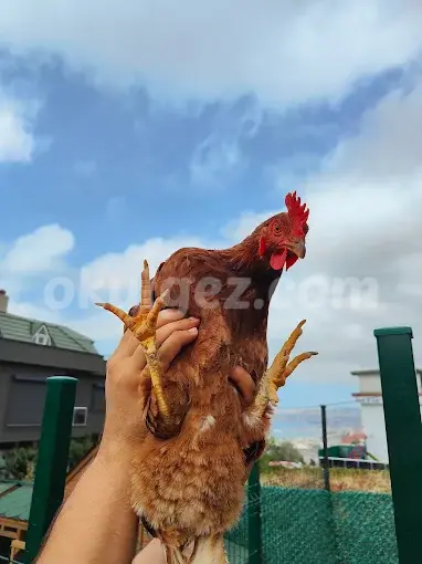 Özel Düşle Anaokulu