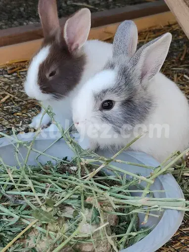 Özel Düşle Anaokulu