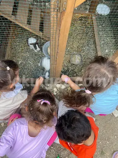 Özel Düşle Anaokulu