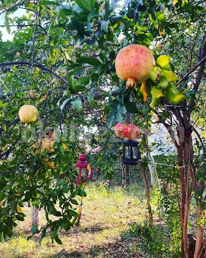 Özel Elif Çocuk Akademisi Anaokulu