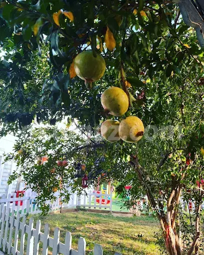 Özel Elif Çocuk Akademisi Anaokulu