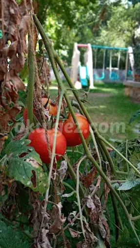 Özel Erte Çocuk Kulübü