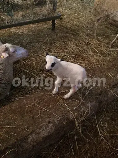 Özel Esenşehir Bil Koleji Anaokulu