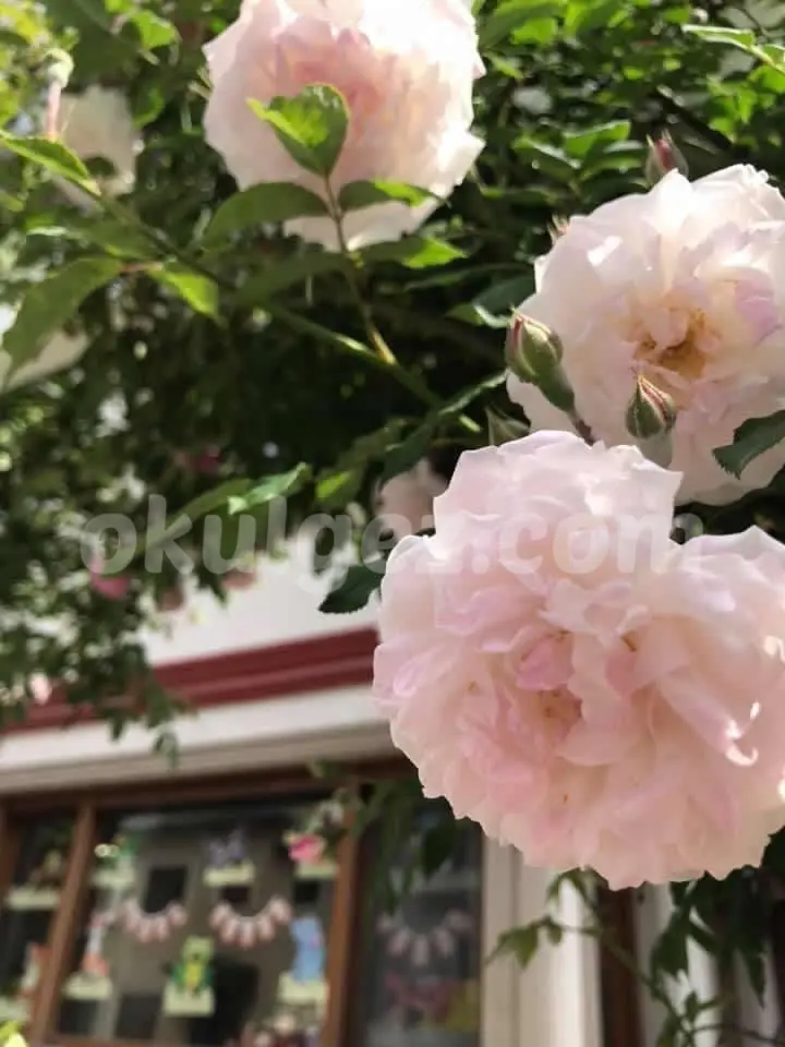 Özel Hey Kreş ve Gündüz Bakımevi