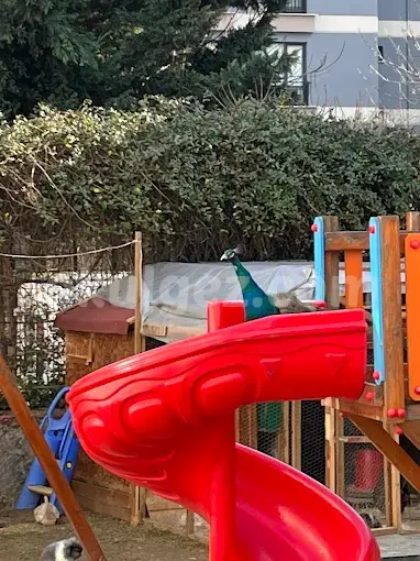 Özel İnci Taneleri Anaokulu