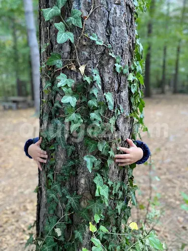Özel İnci Taneleri Anaokulu