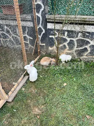 Özel İnci Taneleri Anaokulu