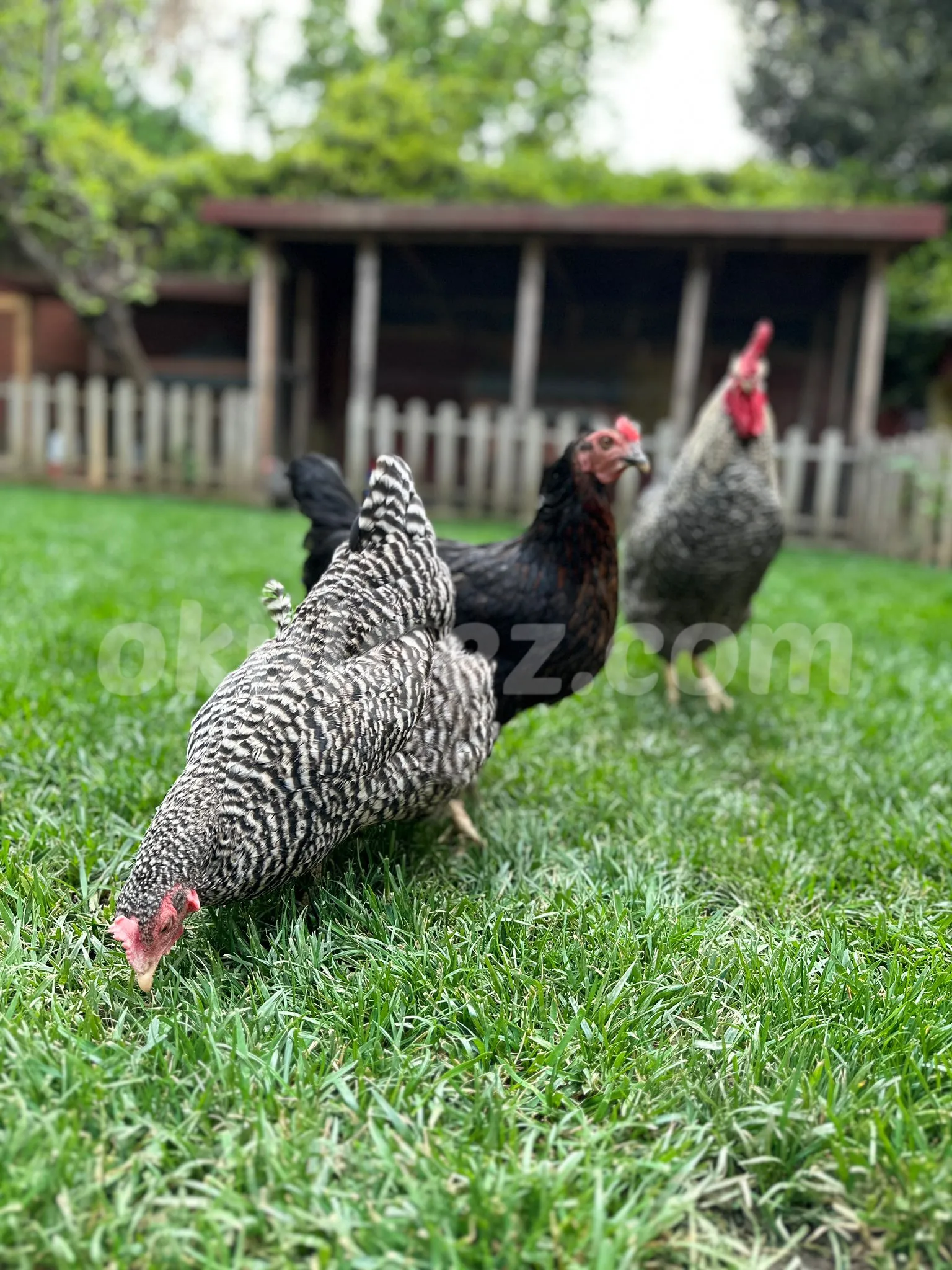 Özel Kachild Preschool