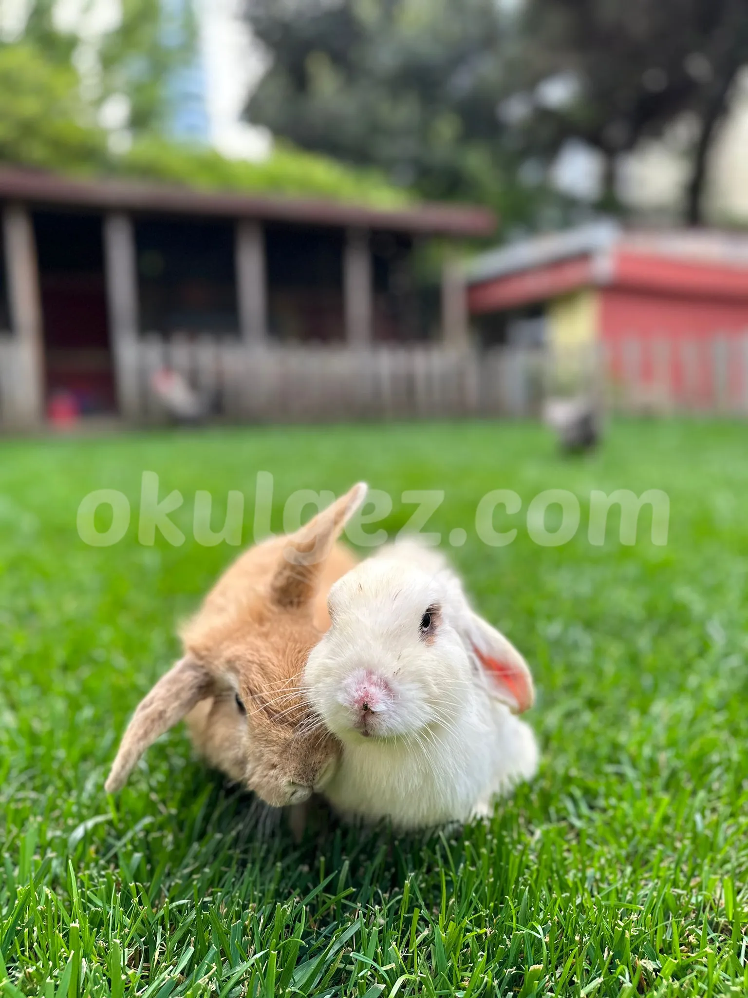 Özel Kachild Preschool