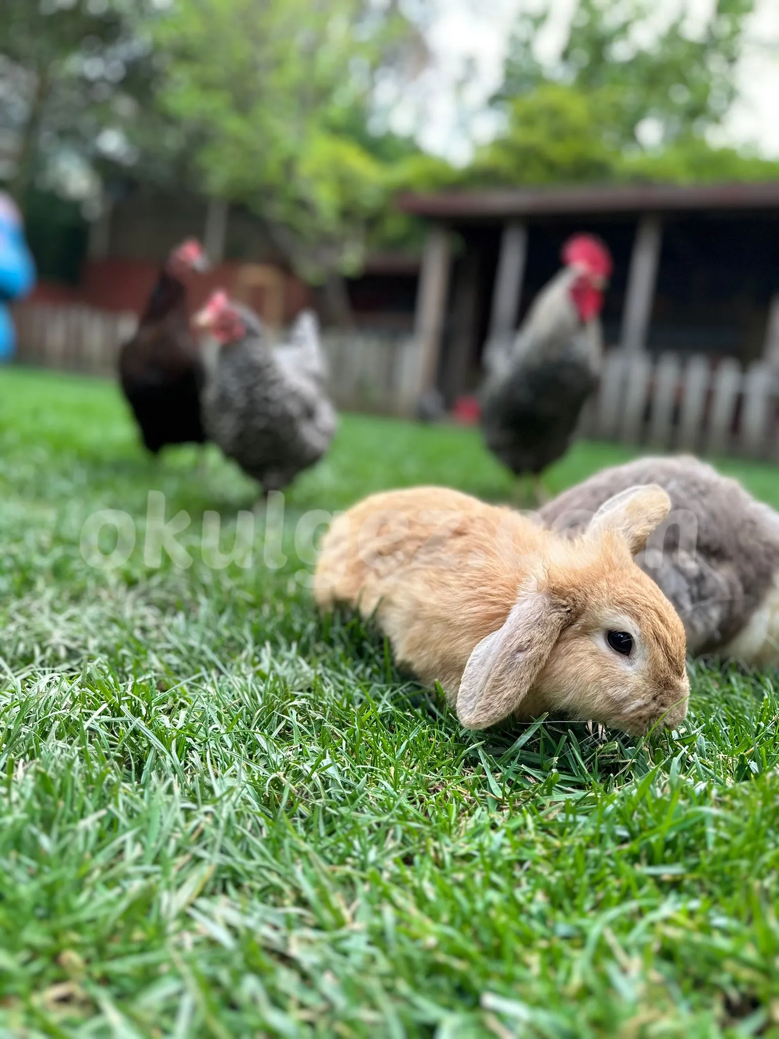 Özel Kachild Preschool