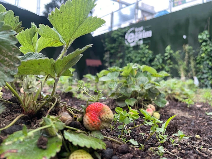 Özel Kent Eğitim Koleji Anaokulu