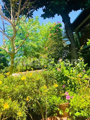 Özel Küçükyalı Elma Ağacı Anaokulu