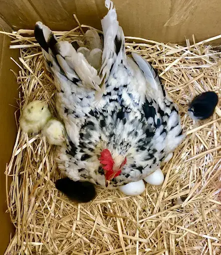 Özel Küçükyalı Elma Ağacı Anaokulu