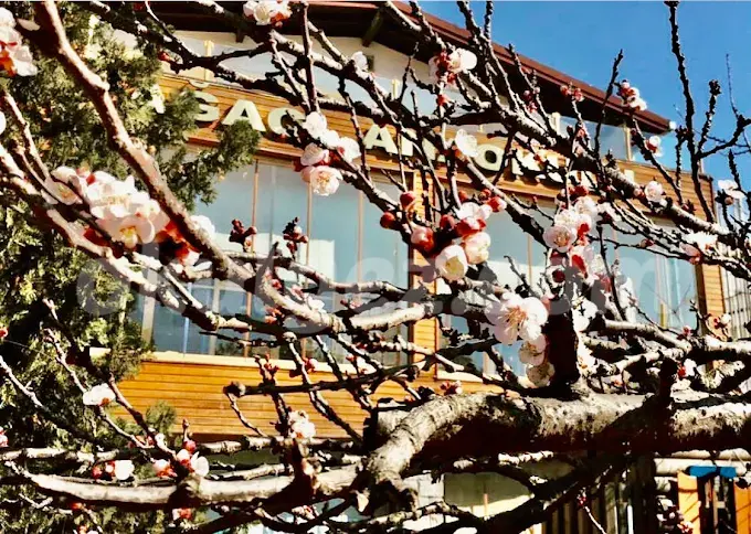 Özel Küçükyalı Elma Ağacı Anaokulu