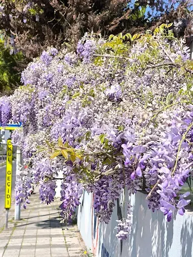 Özel Lider Koleji Ataşehir Anaokulu