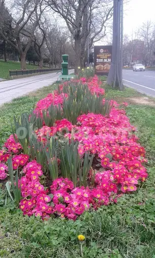Özel MEF Okulları Balmumcu Anaokulu