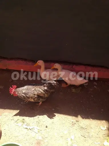 Özel Mimaroba Ayyıldız Anaokulu