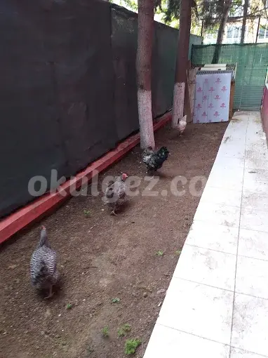 Özel Mimaroba Ayyıldız Anaokulu