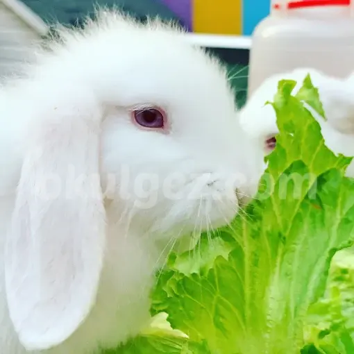 Özel Minik Kaşifler Anaokulu