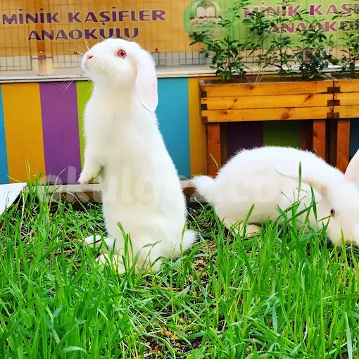 Özel Minik Kaşifler Anaokulu