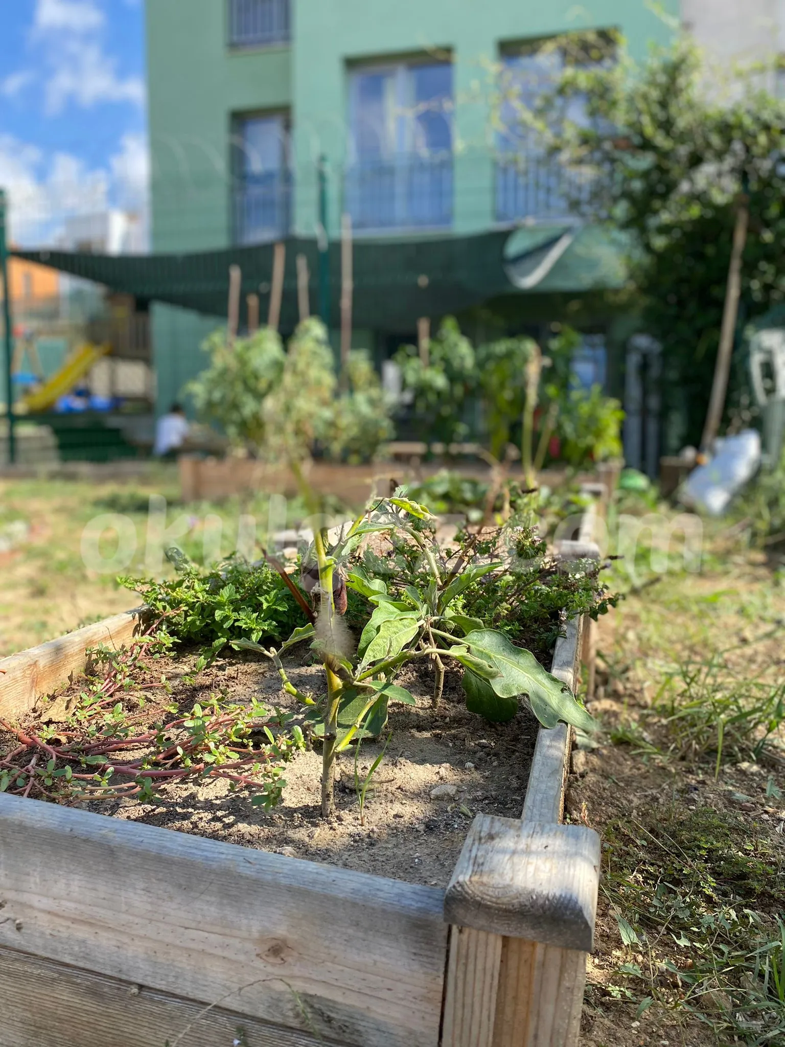 Özel Mor Koza Anaokulu