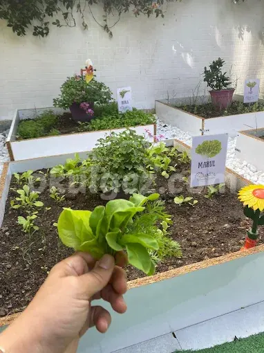 Özel Sevimli Çiçekler Anaokulu